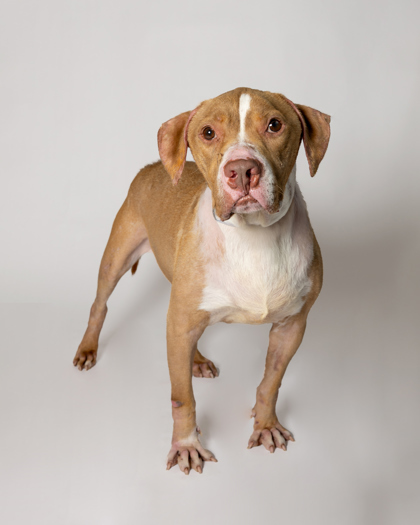 Murphy, an adoptable Pit Bull Terrier, Mixed Breed in Harbor Springs, MI, 49740 | Photo Image 2