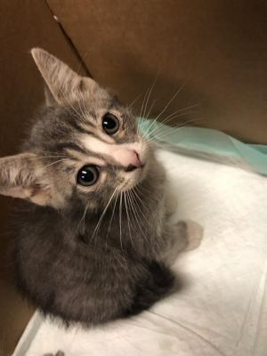 JULY Domestic Short Hair Cat