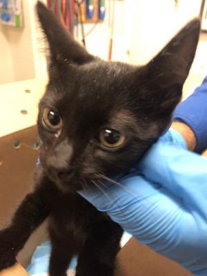 BATTY Domestic Short Hair Cat