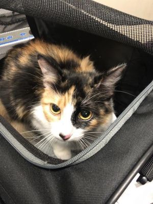 I WAS FOUND AT 2600 BLK E 56TH LB 90805 IN LONG BEACHMy adoption evaluation date is 07062025