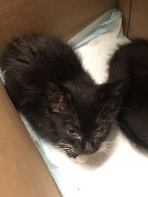 I WAS FOUND AT 1300 BLK GUNDRY AVE LONG BEACH CA 90813 IN LONG BEACHMy adopti