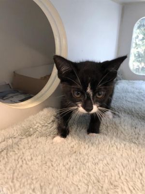 I WAS FOUND AT 600 BLK SAN FRANSISCO AVE LONG BEACH CA 90802 IN LONG BEACHMy adoption evaluation 