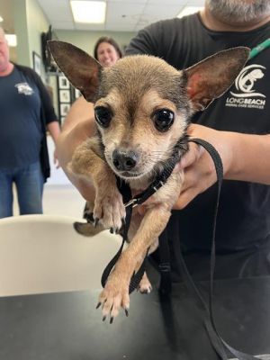 I WAS FOUND AT 7500 BLK E SPRING ST LONG BEACH CA 90815 IN LONG BEACHMy adoption evaluation date 