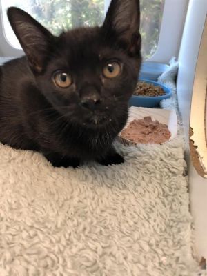 I WAS FOUND AT 600 BLK SAN FRANSISCO AVE LONG BEACH CA 90802 IN LONG BEACHMy 