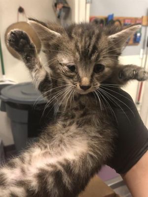 I WAS FOUND AT 5400 BLK N PARAMOUNT BLVD LONG BEACH CA 90805 IN LONG BEACHMy 