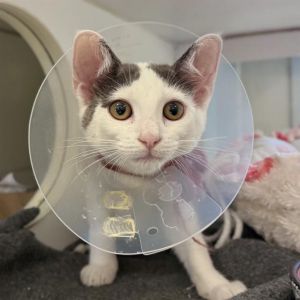 FEMORA Domestic Short Hair Cat