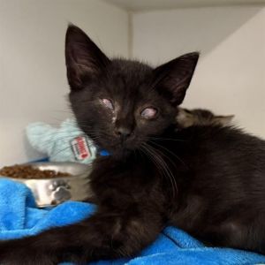 I WAS FOUND AT 3600 BLK ATLANTIC AVE LB 90807 IN LONG BEACHMy adoption evaluat