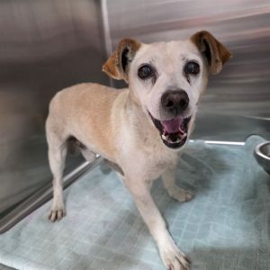 I WAS FOUND AT 16600 BLOCK MAPES AVE CERRITOS CA IN CERRITOSMy adoption evalua