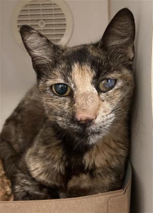 I WAS FOUND AT 4500 BK WHALEY AVE LB 90807 IN LONG BEACHMy adoption evaluation