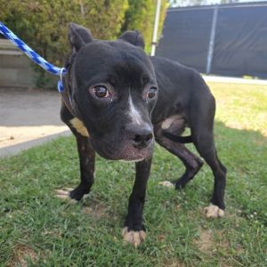 I WAS FOUND AT 1200 BLK SAINT LOUIS AVE LONG BEACH CA 90804 IN LONG BEACHMy adoption evaluation d