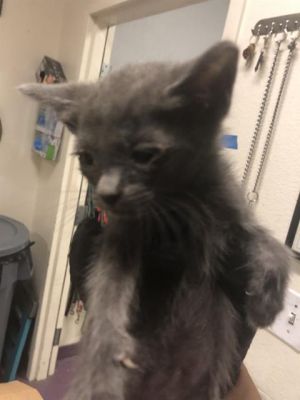 I WAS FOUND AT 5400 BLK N PARAMOUNT BLVD LONG BEACH CA 90805 IN LONG BEACHMy adoption evaluation 