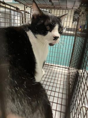 BOOGIE Domestic Short Hair Cat