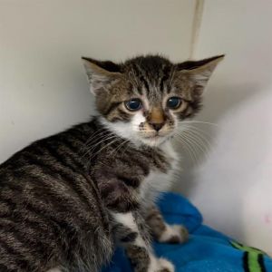 I WAS FOUND AT 3600 BLK ATLANTIC AVE LB 90807 IN LONG BEACHMy adoption evaluat