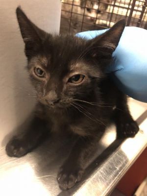 I WAS FOUND AT 3900 LEWIS AVE LB 90807 IN LONG BEACHMy adoption evaluation dat