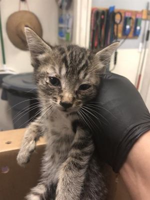 I WAS FOUND AT 5400 BLK N PARAMOUNT BLVD LONG BEACH CA 90805 IN LONG BEACHMy 