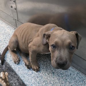 I WAS FOUND AT 5500 BLK CHERRY AVE LONG BEACH CA 90805 IN LONG BEACHMy adopti