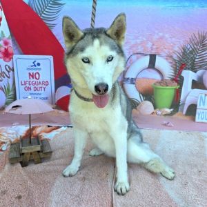 I WAS FOUND AT 2900 BLOCK CLARK AVE LONG BEACH CA IN LONG BEACHMy adoption evaluation date is 070