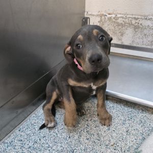 I WAS FOUND AT 5500 BLK CHERRY AVE LONG BEACH CA 90805 IN LONG BEACHMy adopti