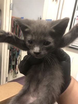 I WAS FOUND AT 5400 BLK N PARAMOUNT BLVD LONG BEACH CA 90805 IN LONG BEACHMy 