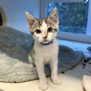 I WAS FOUND AT 500 BLK W 8TH ST LONG BEACH CA 90813 IN LONG BEACHMy adoption 
