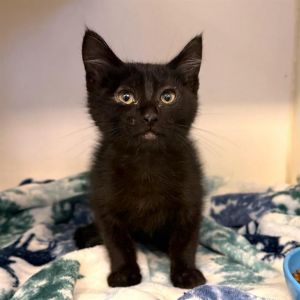 I WAS FOUND AT 700 BLK W ANAHEM ST LONG BEACH CA 90813 IN LONG BEACHMy adoption