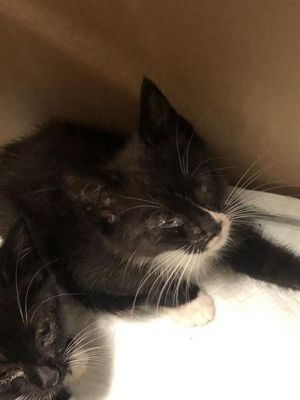 I WAS FOUND AT 1300 BLK GUNDRY AVE LONG BEACH CA 90813 IN LONG BEACHMy adopti