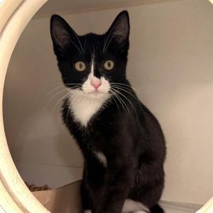 I WAS FOUND AT AN UNKNOWN LOCATION IN LONG BEACHMy adoption evaluation date is 