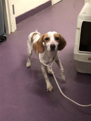 I WAS FOUND AT 66200 BLK OBISPO AVE LONG BEACH CA 90805 IN LONG BEACHMy adopt