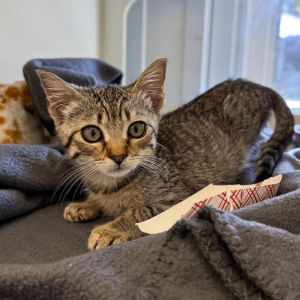 I WAS FOUND AT 7000 BLK N ATLANTIC PL LONG BEACH CA 90805 IN LONG BEACHMy ad