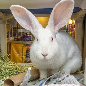 BUNNY FUFU, Young Female unknown