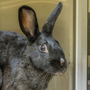 CLOVER, Young Female unknown