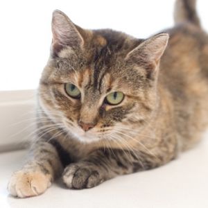 Mae Mae, Young Female unknown