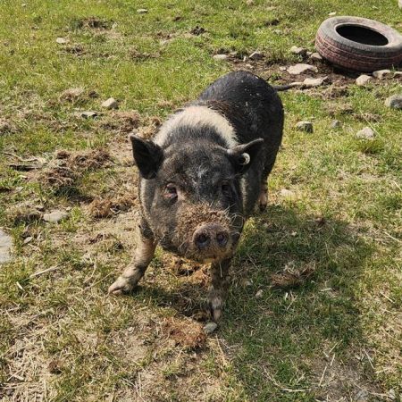 GIRLFRIEND, Young Female Pig
