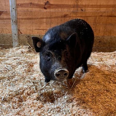 GUMBALL, Young Female Pig