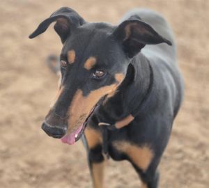 BELLA, Adult Female unknown