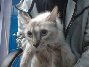 LUMI, Young Female unknown