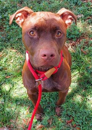 CHOCO LATTE American Staffordshire Terrier Dog