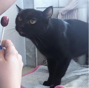 BORA Domestic Short Hair Cat