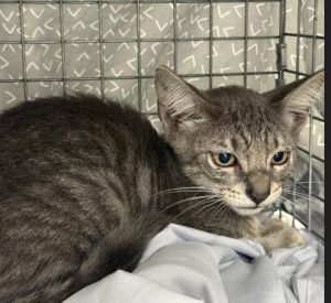 MCCOY Domestic Short Hair Cat