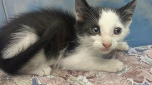 MULLIGAR Domestic Short Hair Cat