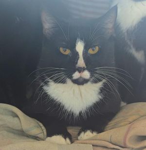 SANTORINI Domestic Short Hair Cat