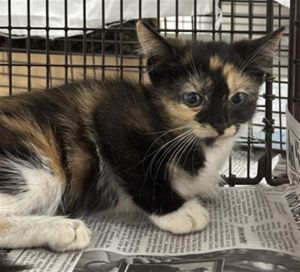 TALULAH Domestic Short Hair Cat
