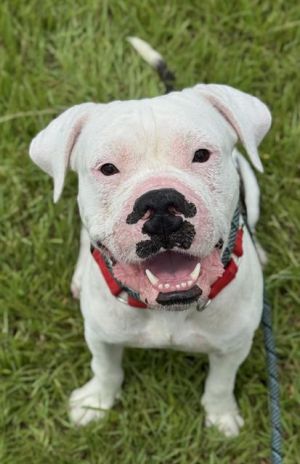 MAGOO American Staffordshire Terrier Dog