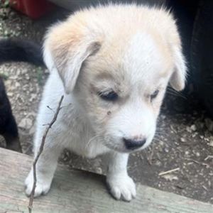 PUP3, Baby Female unknown