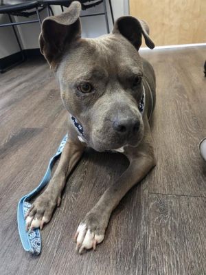 HARLEY, Adult Female unknown