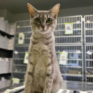 DIAMOND, Young Female unknown