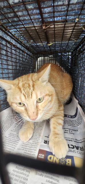 CHEETO, Adult Male unknown