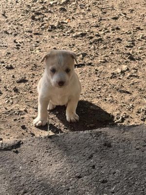 PUP1, Baby Female unknown