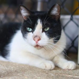MOSES, Adult Male unknown