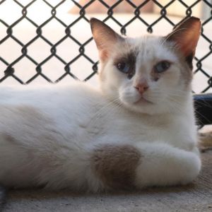 SAMMY, Young Female unknown